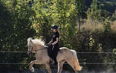 Wunderschöner Palomino Wallach, Lehrmeister